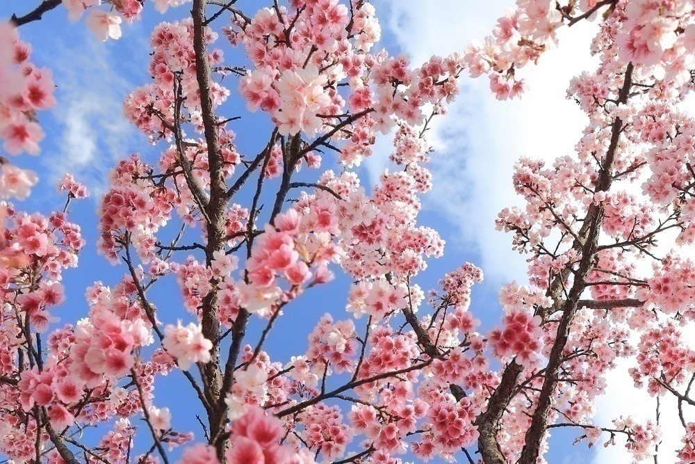 6 Beautiful Facts about Cherry Blossom
