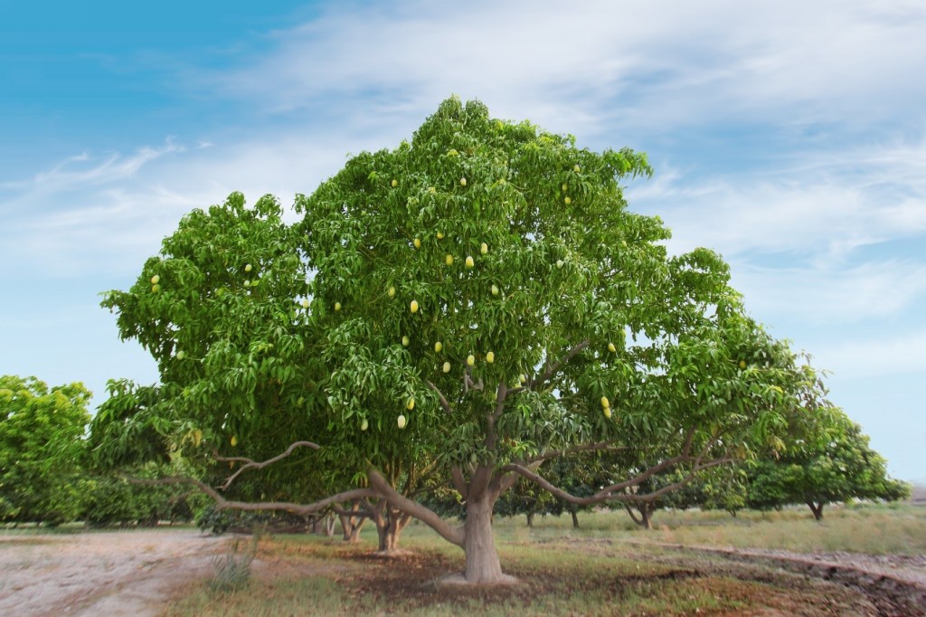What is mango fruit wood