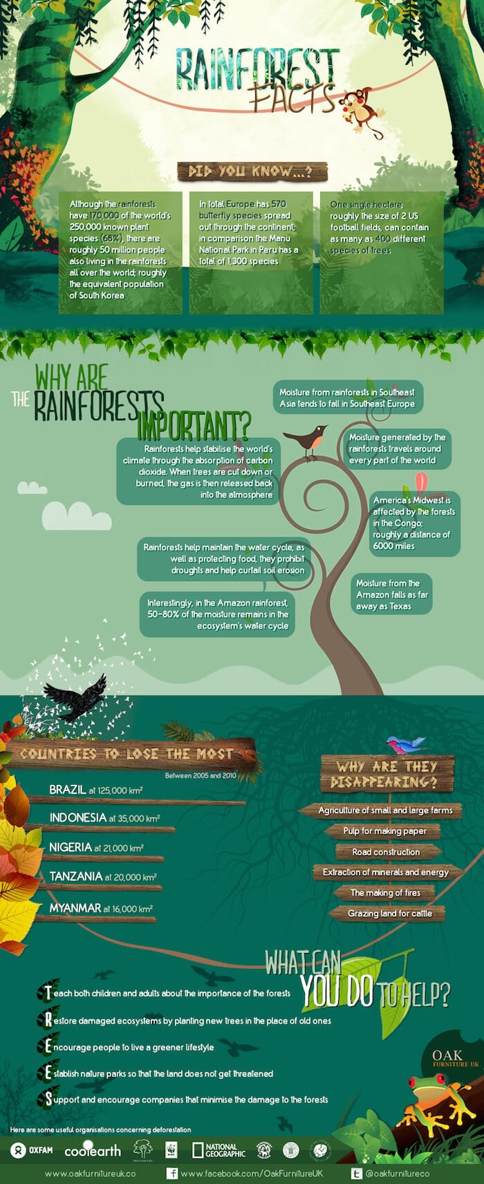 rainforest facts and sustainable solid wood infographic