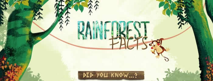 Rainforest Facts and Why Sustainably Sourced Solid Wood Matters!