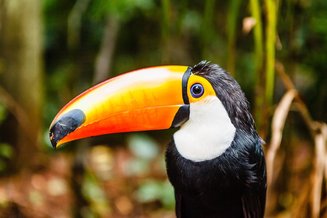 close shot of a toucan bird